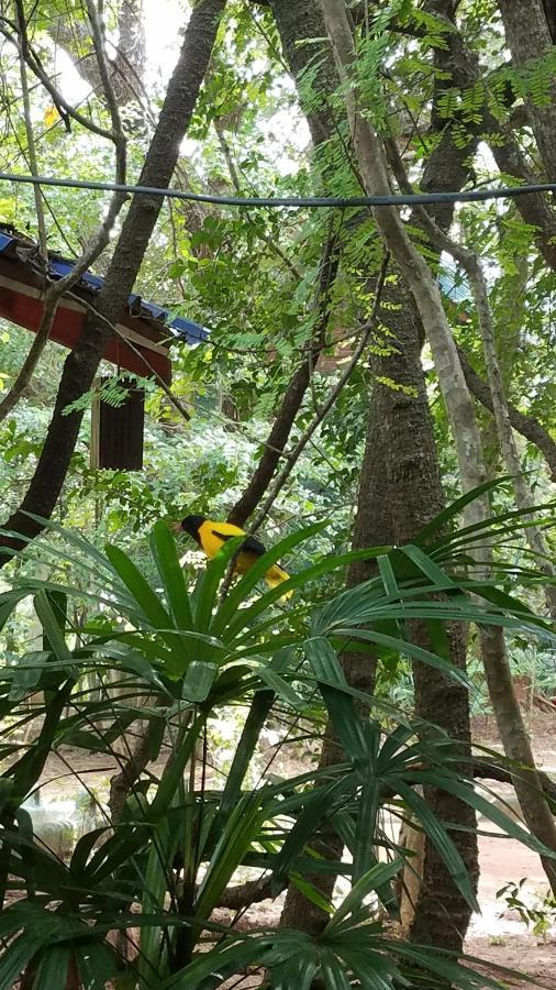 Sigiri Holiday Villa 锡吉里亚 外观 照片